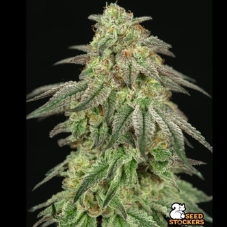 FUH Fcked Up Hippy (Seedstockers) feminiserede cannabisfr&oslash;