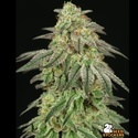 FUH F*cked Up Hippy (Seedstockers) Feminiserede