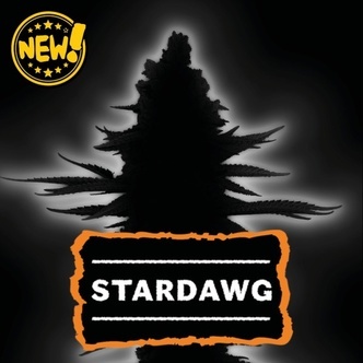 Stardawg (Seedstockers) Feminiserede