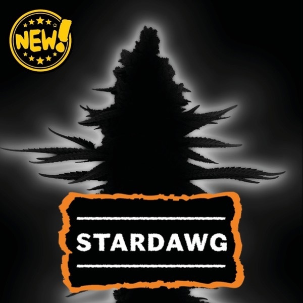 Stardawg (Seedstockers) Feminiserede