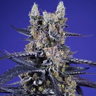 Super Boof XL Auto (Sweet Seeds) Feminiserede