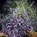 Super Boof XL Auto (Sweet Seeds) Feminiserede