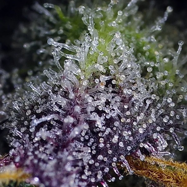Super Boof XL Auto (Sweet Seeds) Feminiserede