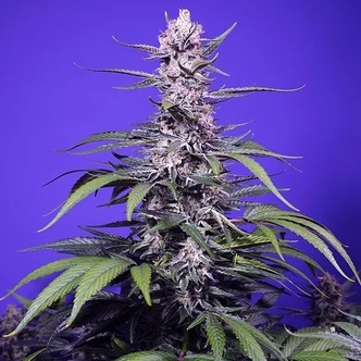 Permanent Marker XL Auto (Sweet Seeds) Feminiserede
