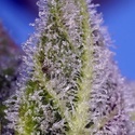 Permanent Marker XL Auto (Sweet Seeds) Feminiserede