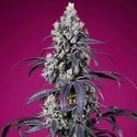 Tropicanna Cherry XL Auto (Sweet Seeds) Feminisere