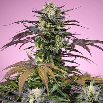 Gelonade (Sweet Seeds) feminiserede
