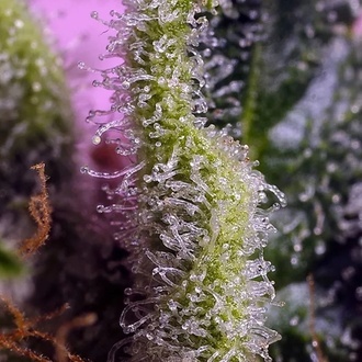 Gelonade (Sweet Seeds) Feminiserede
