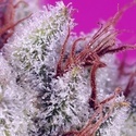 Pink Guava F1 Fast Version (Sweet Seeds) Feminiserede