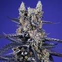 Lækkert & harpiksholdigt mix Auto (Sweet Seeds) Feminiserede