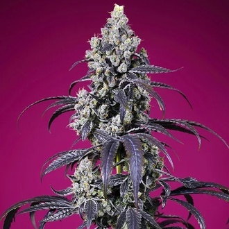 American Pie Mix (Sweet Seeds) Feminiserede