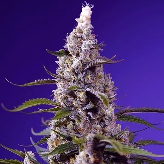 American Pie Mix (Sweet Seeds) Feminiserede