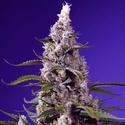 American Pie Mix (Sweet Seeds) Feminiserede