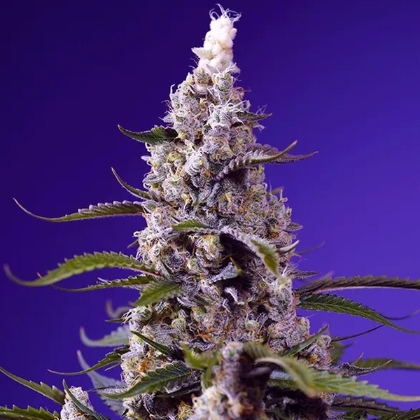 American Pie Mix (Sweet Seeds) Feminiserede