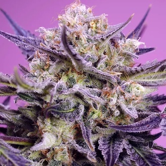 Terp Explosion Mix (Sweet Seeds) Feminiserede