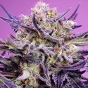 Terp Explosion Mix (Sweet Seeds) Feminiserede