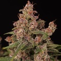 Banana Purple Auto (Paradise Seeds) Feminiserede