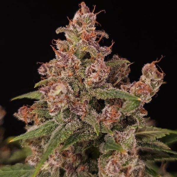 Banana Purple Auto (Paradise Seeds) Feminiserede