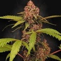 Banana Purple Auto (Paradise Seeds) Feminiserede