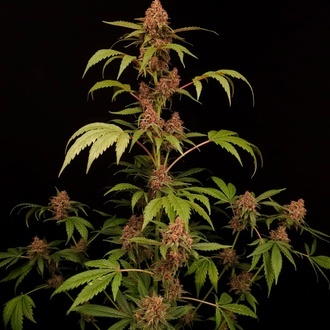 Banana Purple Auto (Paradise Seeds) Feminiserede