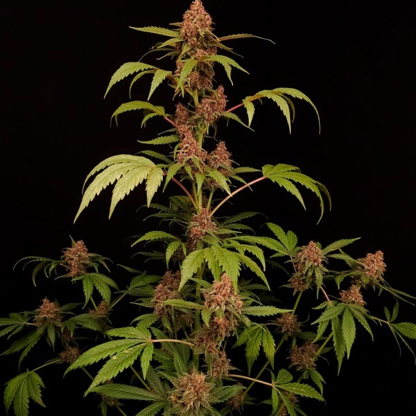 Banana Purple Auto (Paradise Seeds) Feminiserede