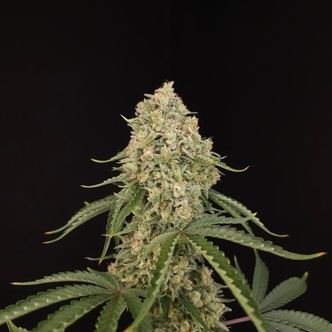 Tropical Fruit Cake (Paradise Seeds) feminiserede