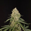 Tropical Fruit Cake (Paradise Seeds) Feminiserede