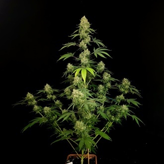 Tropical Fruit Cake (Paradise Seeds) Feminiserede