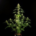 Tropical Fruit Cake (Paradise Seeds) Feminiserede