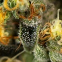 Tropical Fruit Cake (Paradise Seeds) Feminiserede