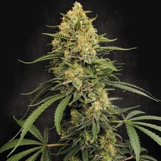 Zesty Bliss (Paradise Seeds) feminiserede