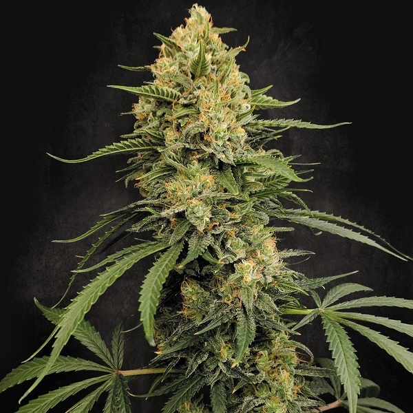 Zesty Bliss (Paradise Seeds) Feminiserede