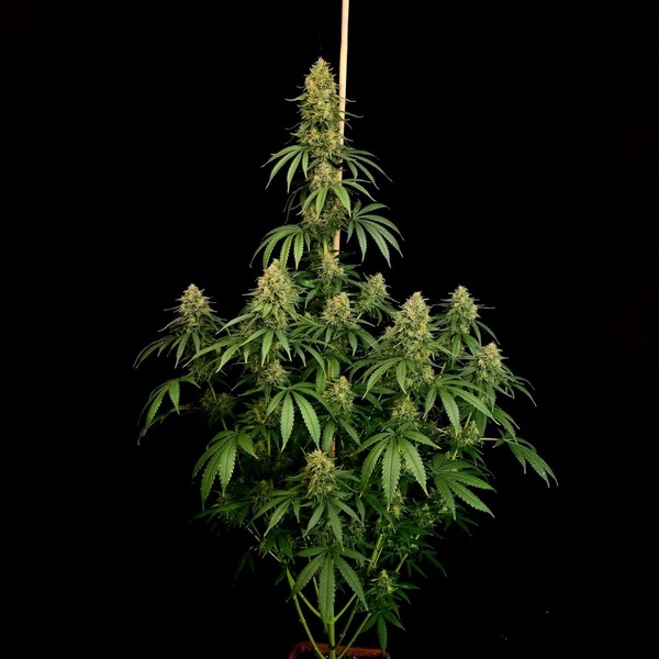 Zesty Bliss (Paradise Seeds) Feminiserede