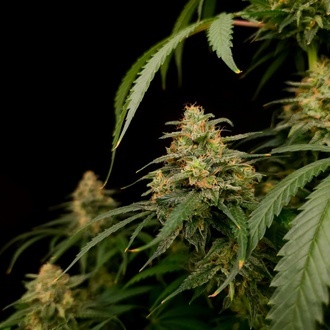 Zesty Bliss (Paradise Seeds) Feminiserede