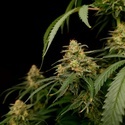 Zesty Bliss (Paradise Seeds) Feminiserede