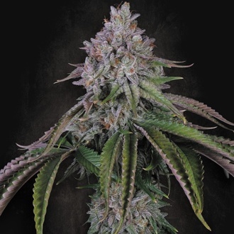 Velvet Mist (Paradise Seeds) Feminiserede