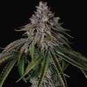 Velvet Mist (Paradise Seeds) Feminiserede