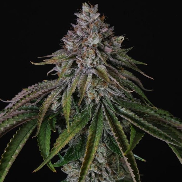 Velvet Mist (Paradise Seeds) Feminiserede