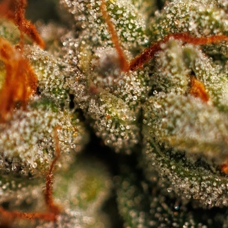 Velvet Mist (Paradise Seeds) Feminiserede