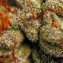 Velvet Mist (Paradise Seeds) Feminiserede