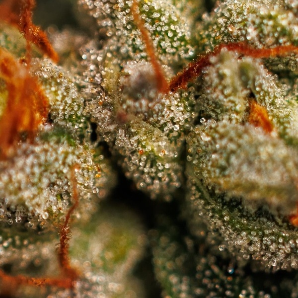 Velvet Mist (Paradise Seeds) Feminiserede