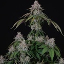 Velvet Mist (Paradise Seeds) Feminiserede