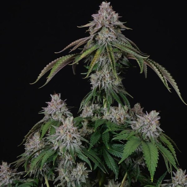 Velvet Mist (Paradise Seeds) Feminiserede