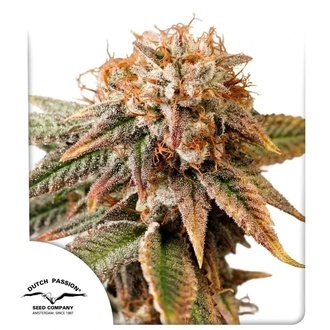 Auto Kingston Punch (Dutch Passion) Feminiserede