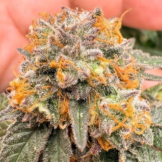 Auto Kingston Punch (Dutch Passion) Feminiserede