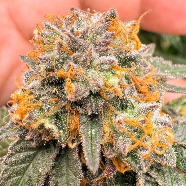 Auto Kingston Punch (Dutch Passion) Feminiserede