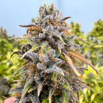 Auto Kingston Punch (Dutch Passion) Feminiserede