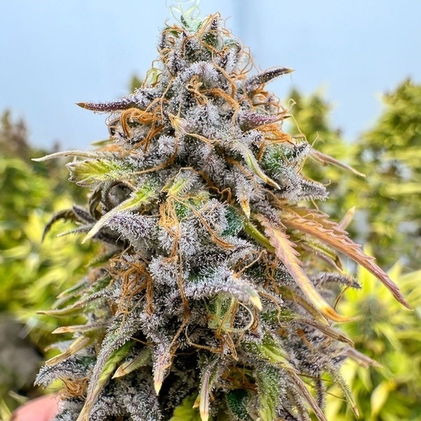 Auto Kingston Punch (Dutch Passion) Feminiserede