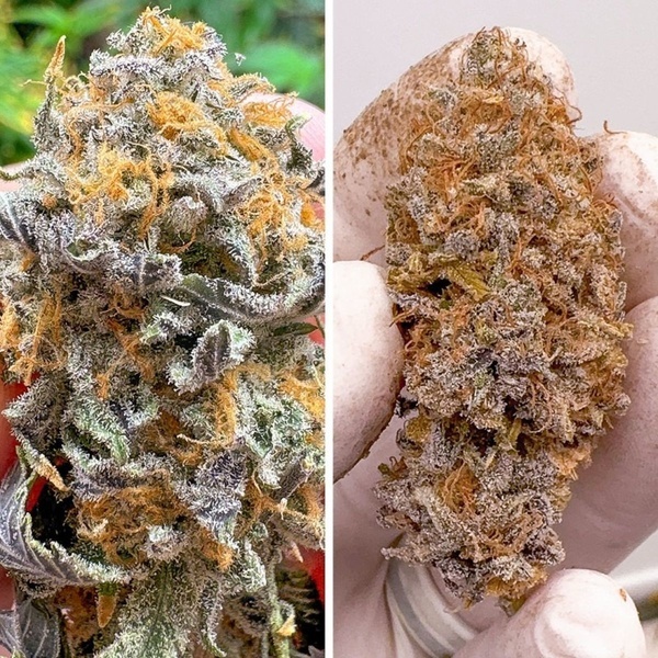 Auto Kingston Punch (Dutch Passion) Feminiserede
