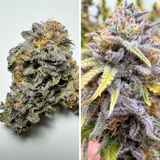 Auto Kingston Punch (Dutch Passion) Feminiserede